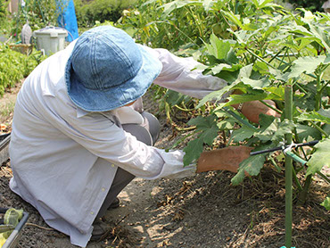 加古川市民農園[公式サイト]